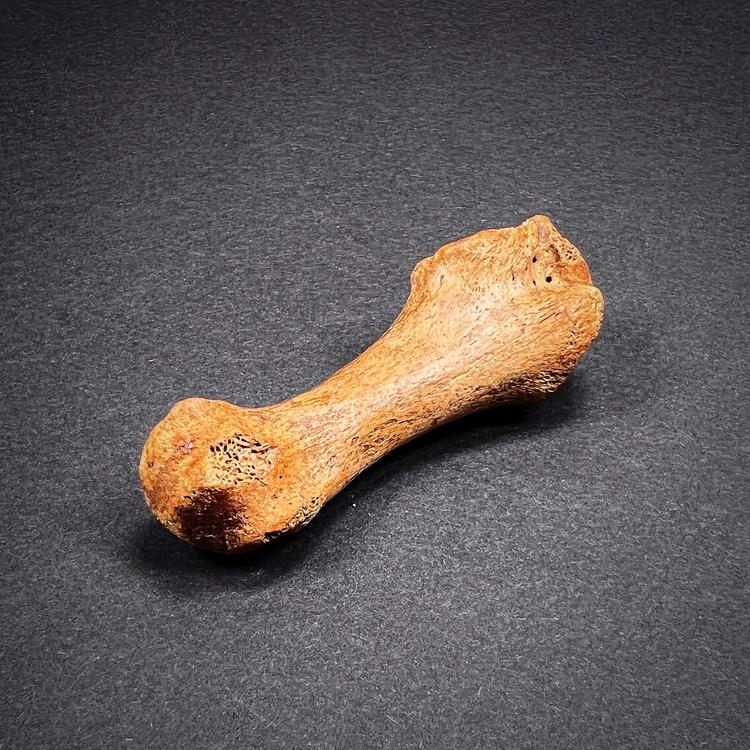 Fossil - Cave bear metatarsal bone