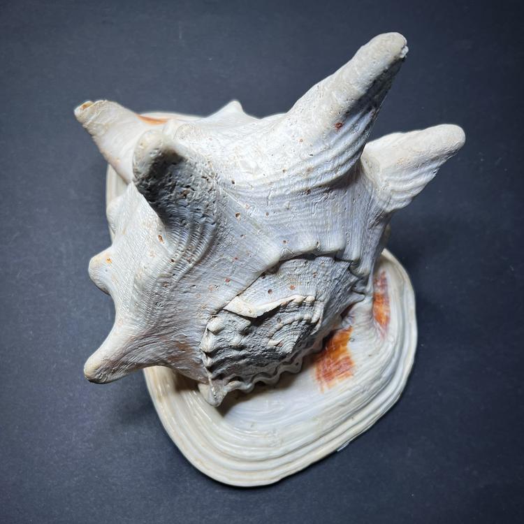 Conch shell - Cassis cornuta, XL size 