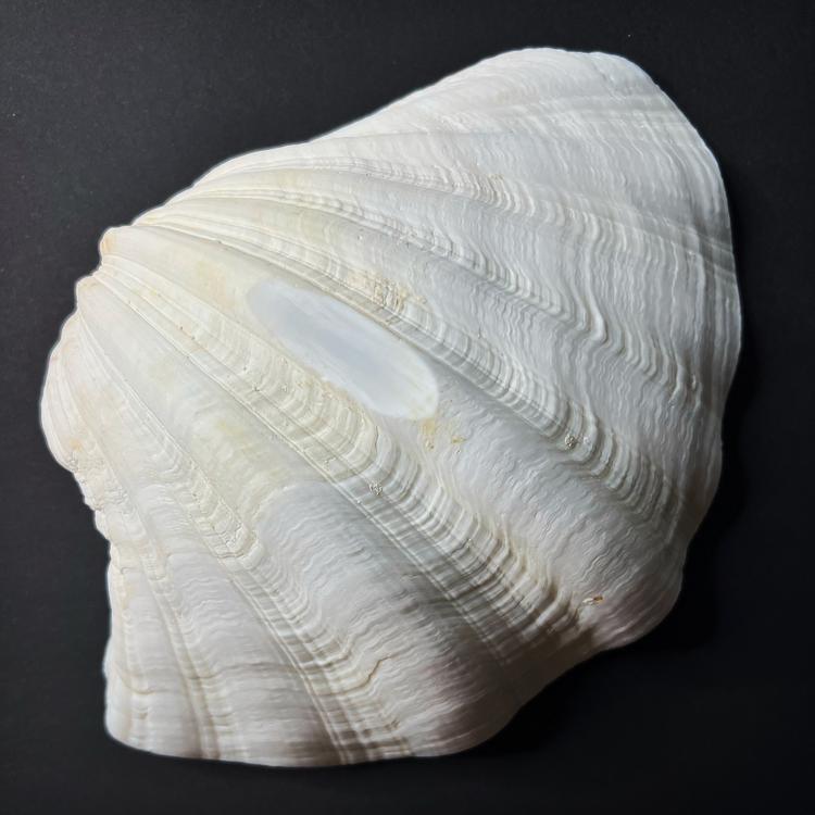 Ritual vessel - giant clam shell - Hippopus hippopus, XL size 