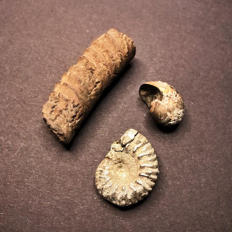 Fossiili - Ammoniitit (Hamites maximus)