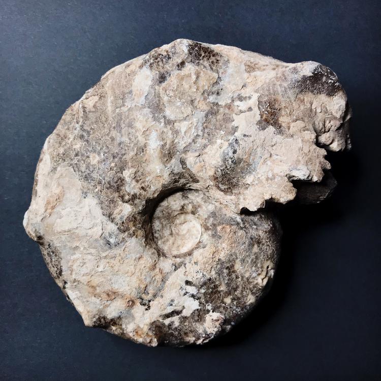 Fossiili - Ammoniitti, L-koko