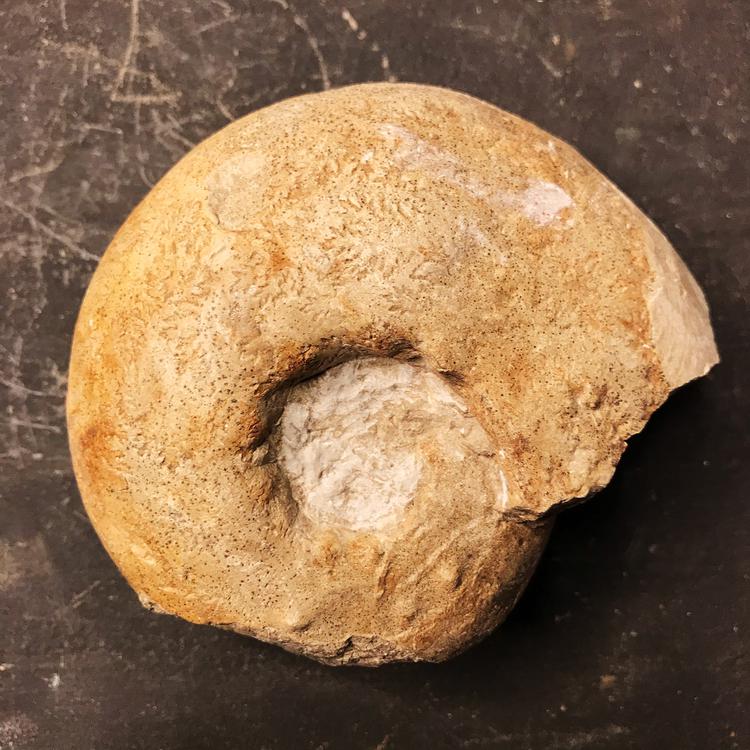 Fossiili - Ammoniitti, M-koko