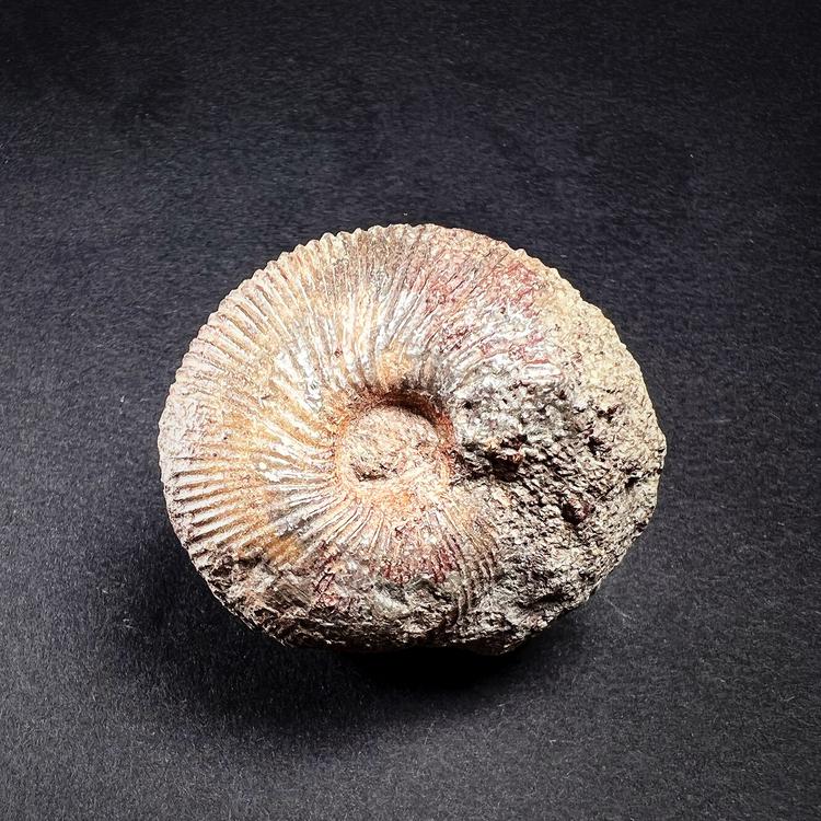 Fossiili - Ammoniitti, S-koko