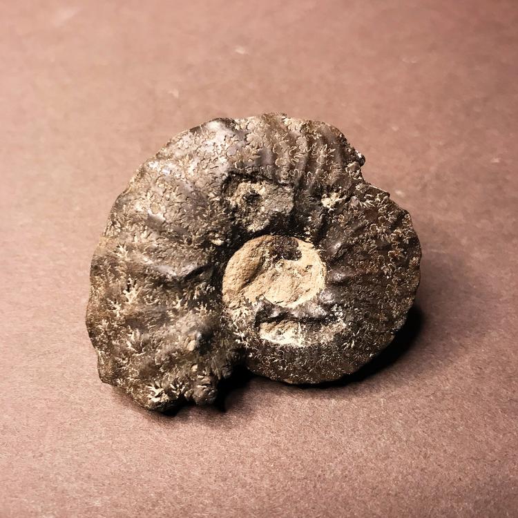 Fossiili - Ammoniitti, S-koko