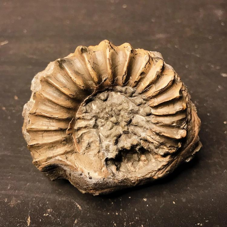 Fossil - Ammonite, S size