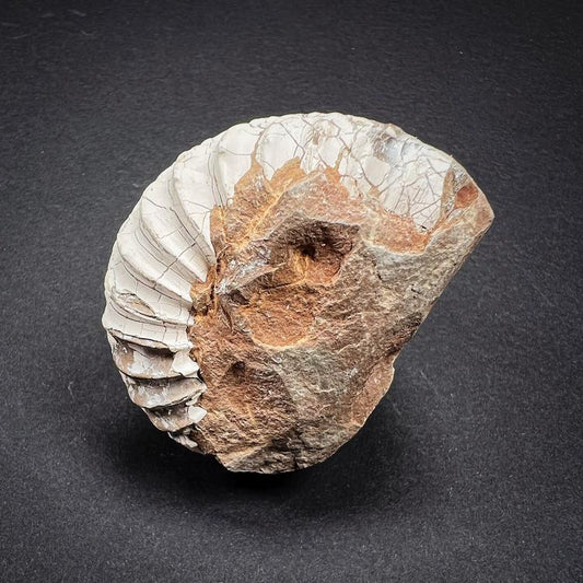 Fossil - Ammonite, S size