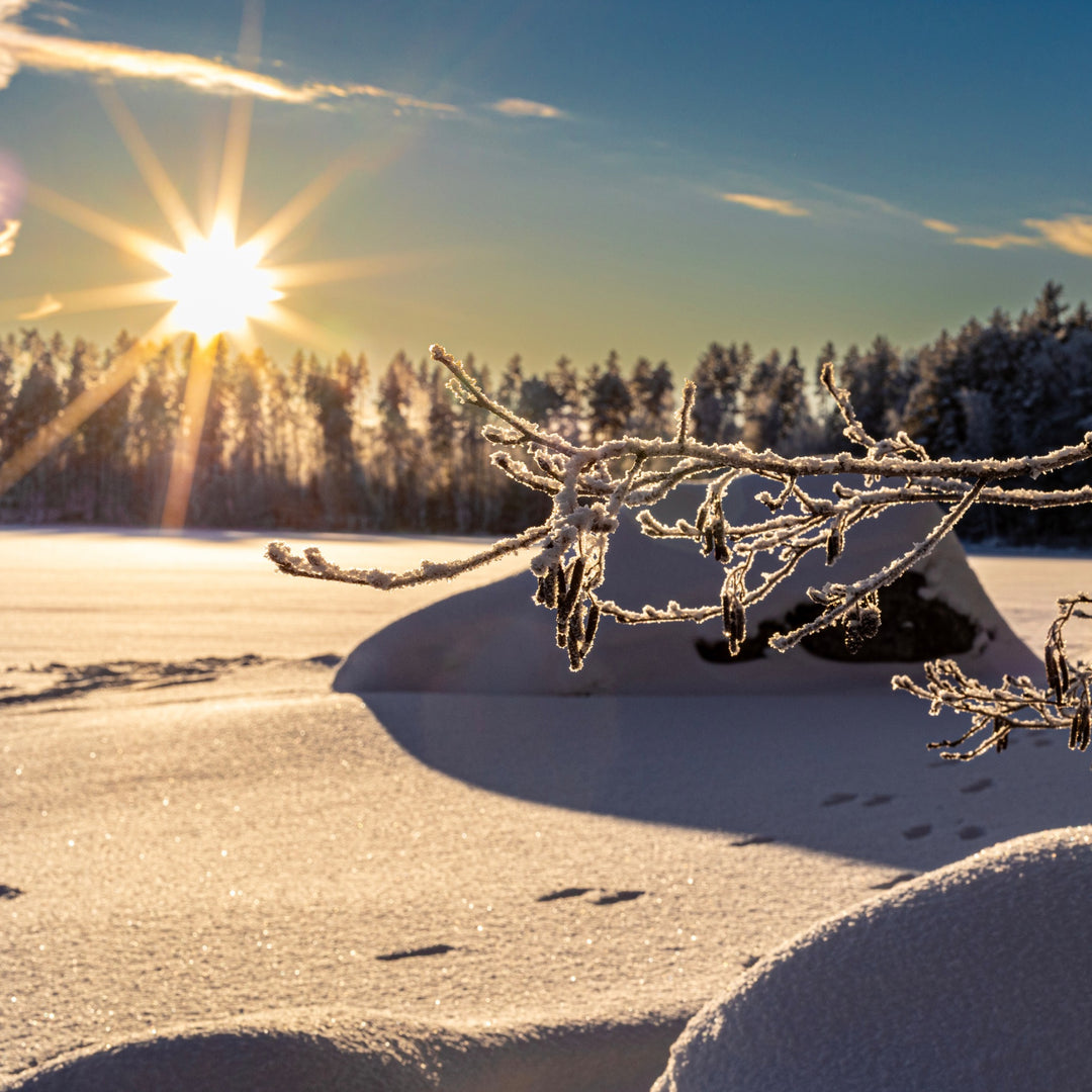 Low winter sun shining over a snowy landscape and frost-covered branches.