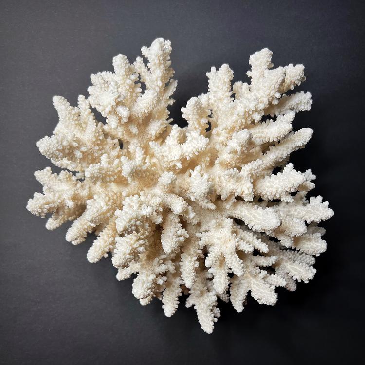 Coral - Acropora gemmifera, XL size