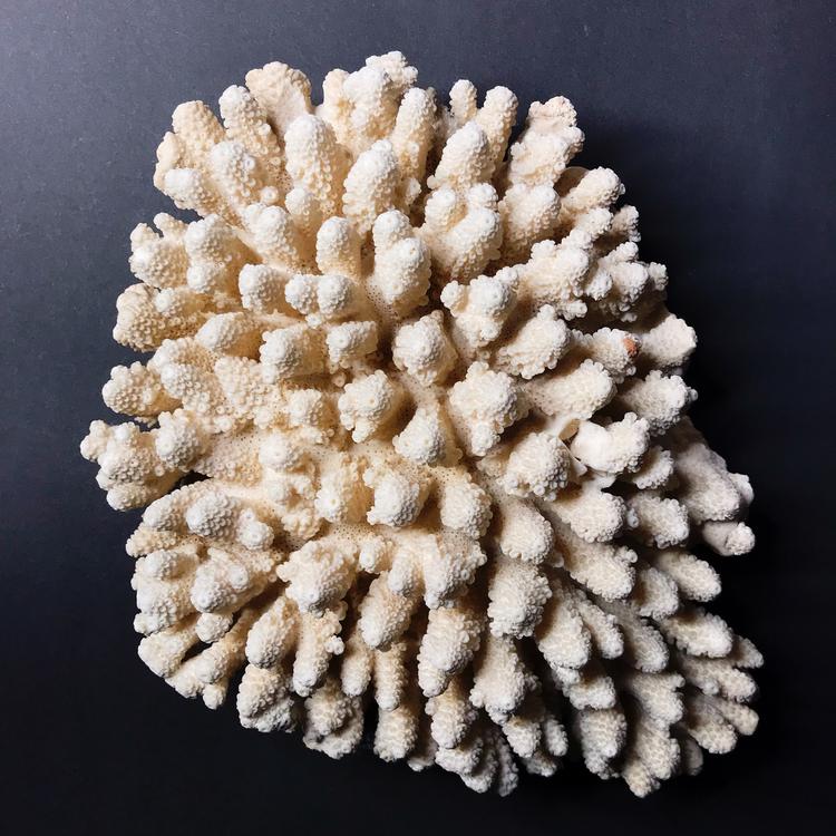 Koralli - Acropora gemmifera, XXL-koko
