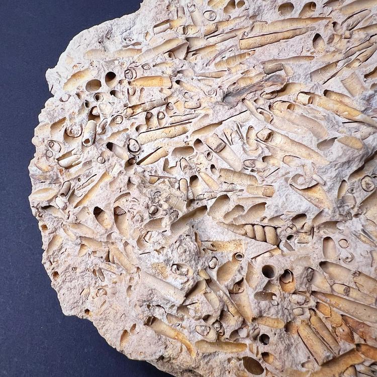 Fossiili - Merikotilot (Turritellidae)