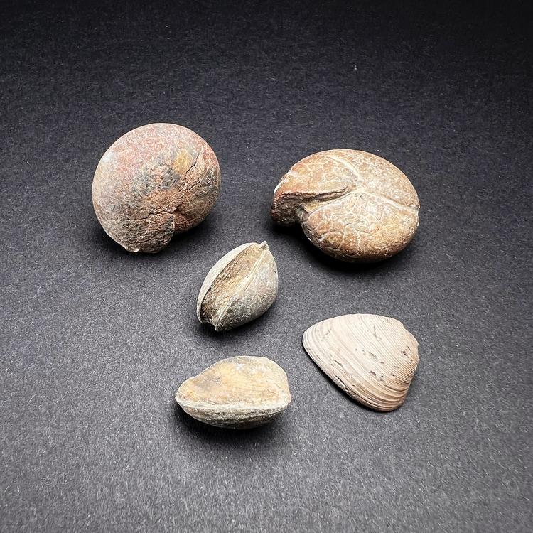 Ammoniittit (Goniatiitit) ja simoukkafossiilit pöydällä