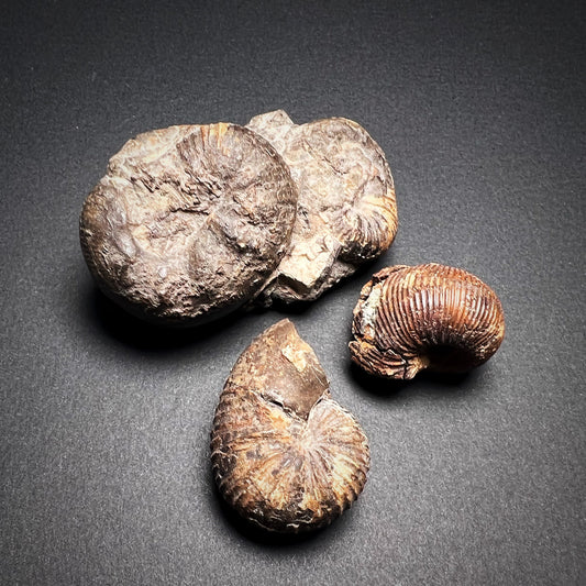 Fossiilit - Ammoniitit, S-koko