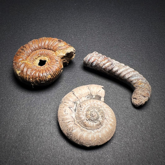Fossils - Ammonites, S size