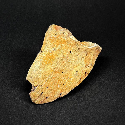 Fossil - European bison clavicle, size M