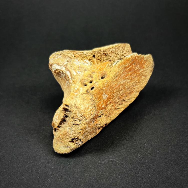 Fossil - European bison clavicle, size M