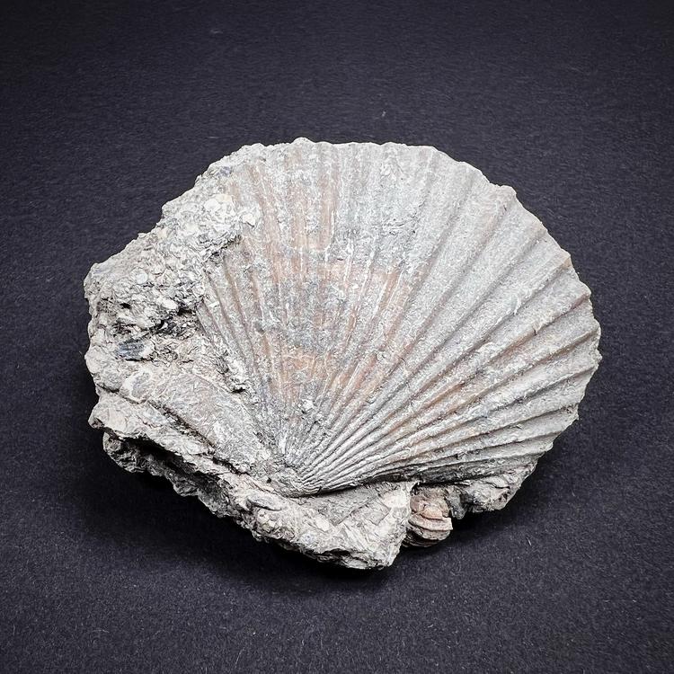 Fossil - Scallop, M size