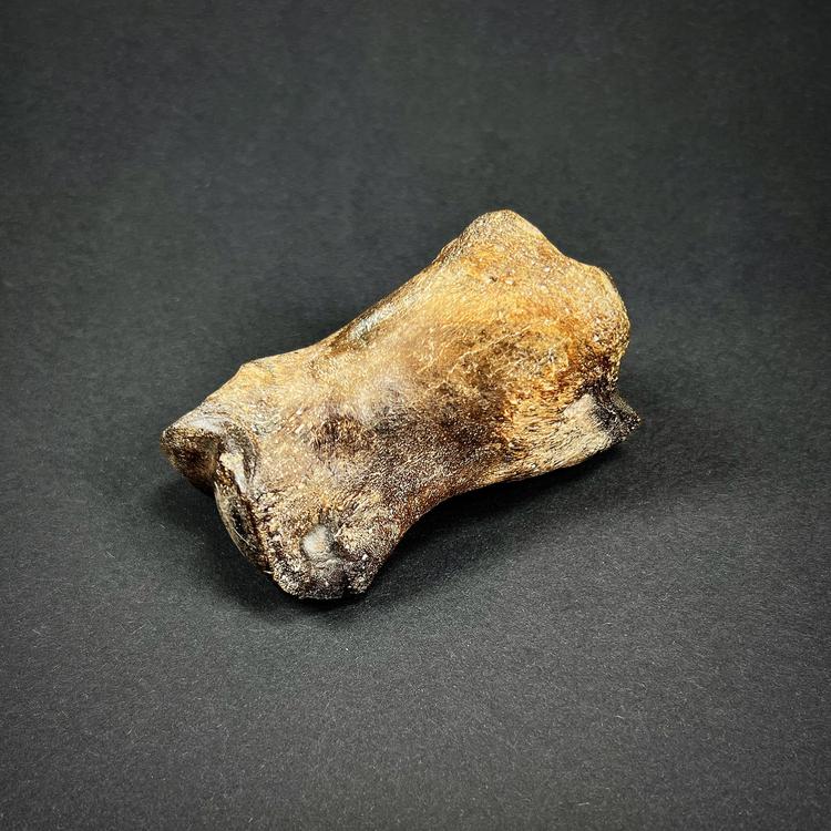 Fossil - Peritoneal bone of a wild horse's leg
