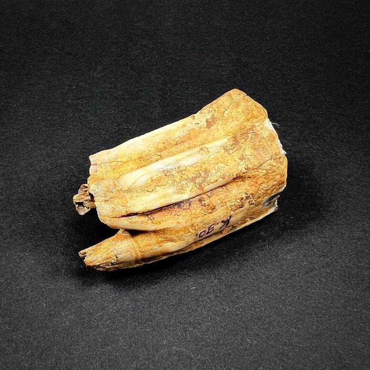 Fossil - A tooth of a wild horse