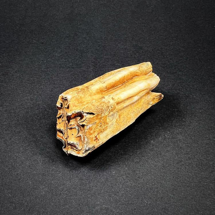 Fossil - A tooth of a wild horse