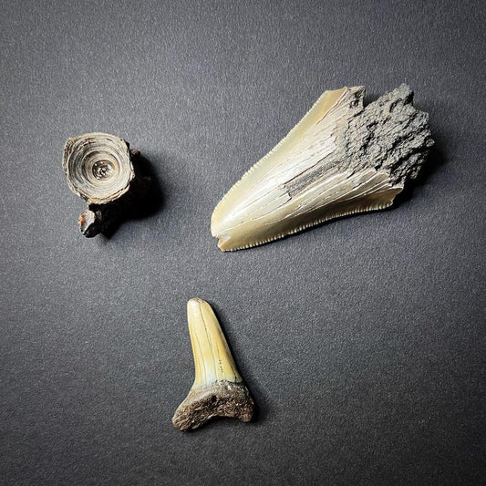 Fossils - Shark teeth and vertebrae, L size