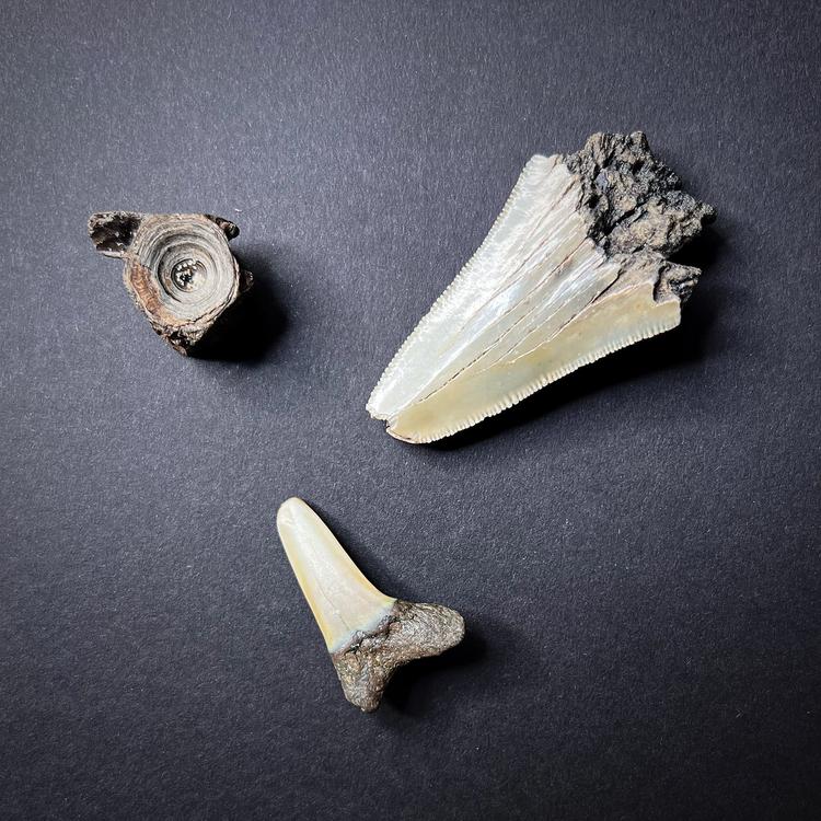 Fossils - Shark teeth and vertebrae, L size