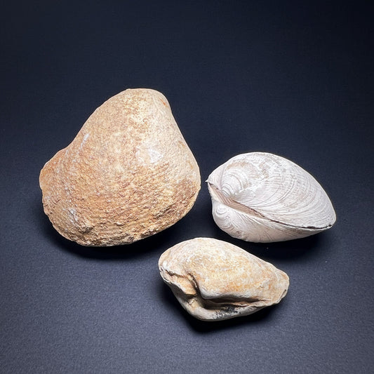 Fossils - Shells