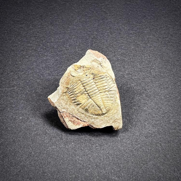 Fossiili - Trilobiitti, XS-koko