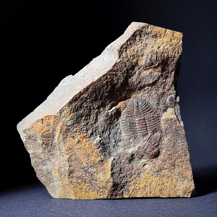 Fossiili - Trilobiitti, M-koko