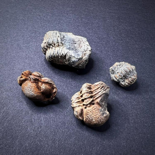 Fossiilit - Trilobiitit, XS-koko