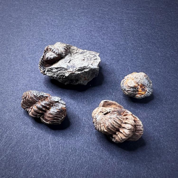 Fossiilit - Trilobiitit, XS-koko