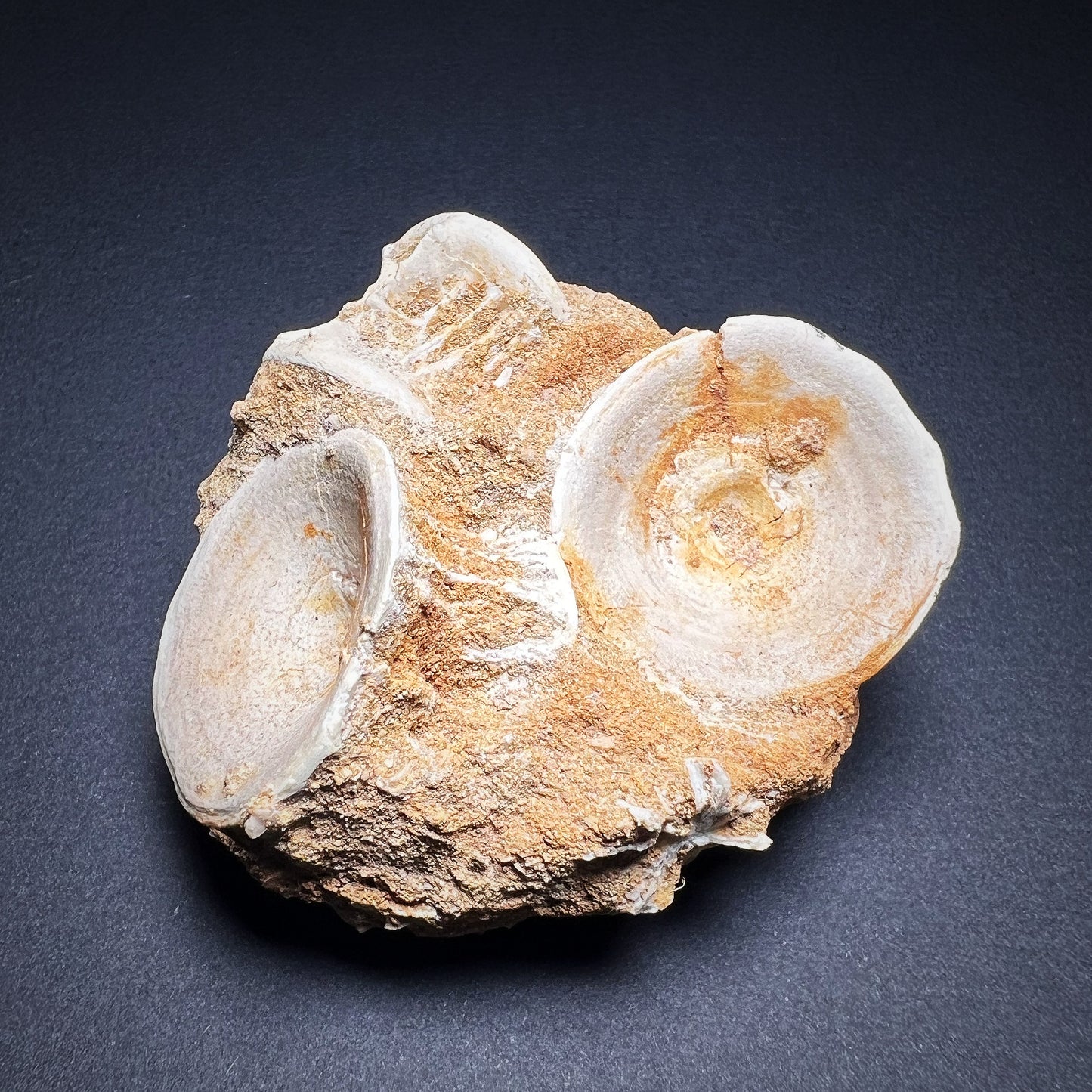 Fossil - Shark vertebrae, size M