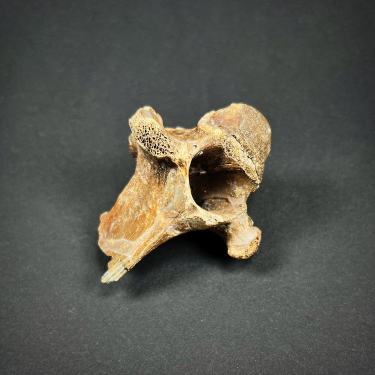 Fossil - Vertebra of a wild horse