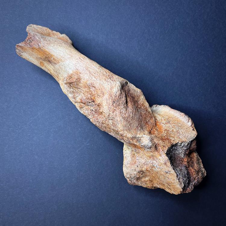 Fossil - Woolly mammoth humerus fragment, S size