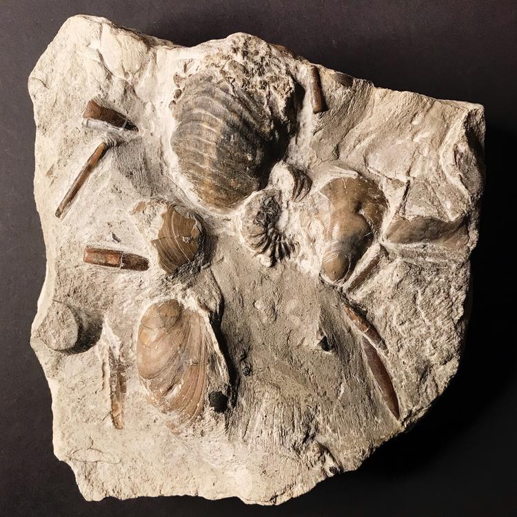 Fossil Shells & Ammonites