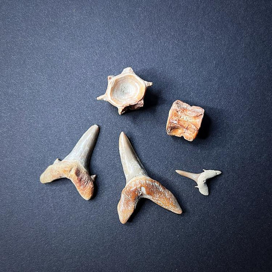 Fossils - Shark teeth and vertebrae, size M
