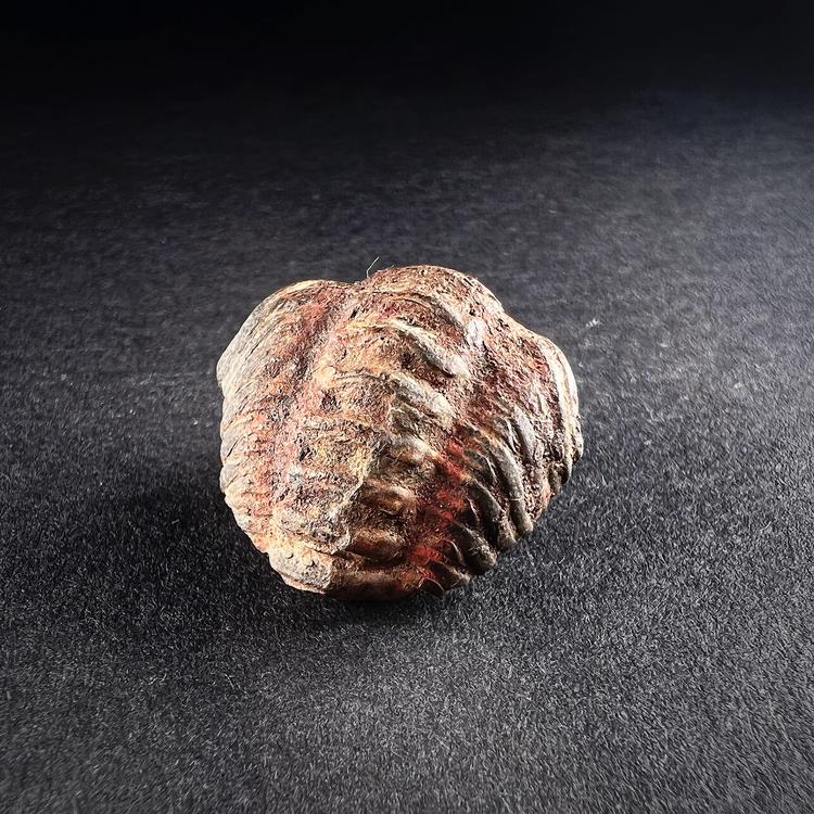 Kiertynyt trilobiitti fossiili